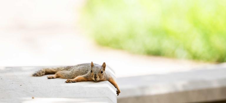 A squirrel "splooting" flat on its stomach on a shaded stone ledge, with one paw dangling over the edge. The background is a bright, sun-drenched green lawn.