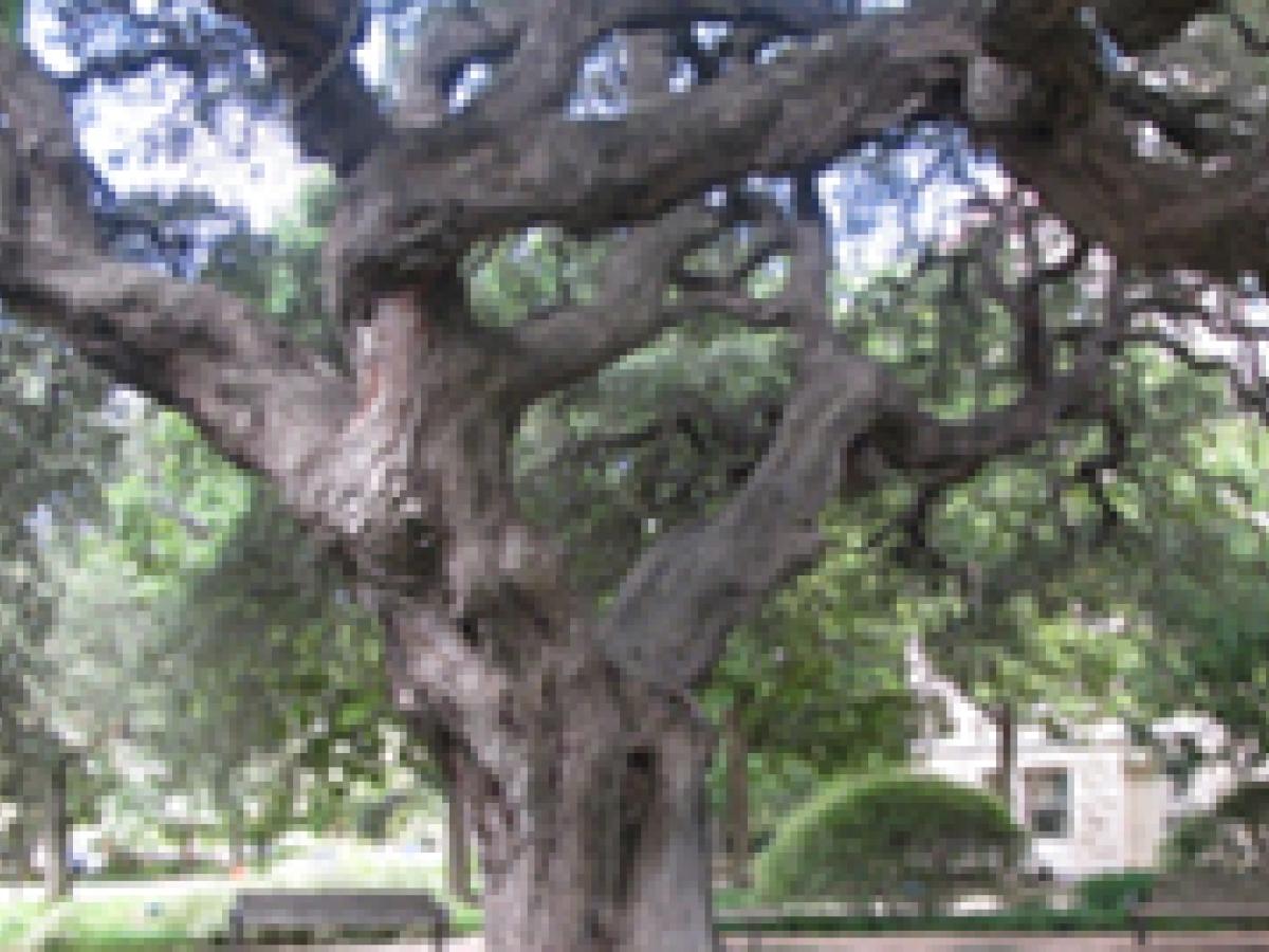 Sorin Oak