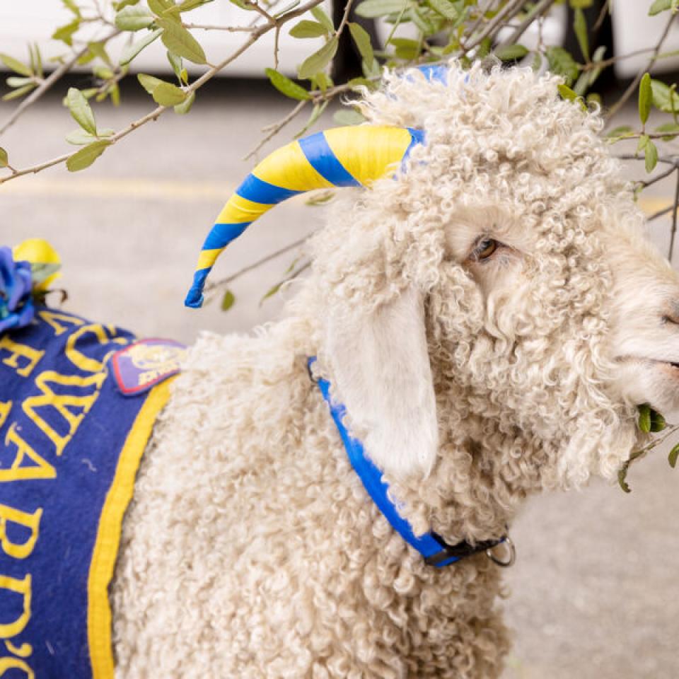 goat mascot