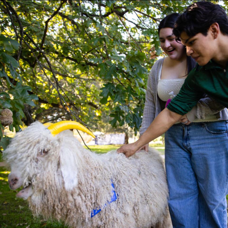 Students petting the goat at Homecoming 2025.