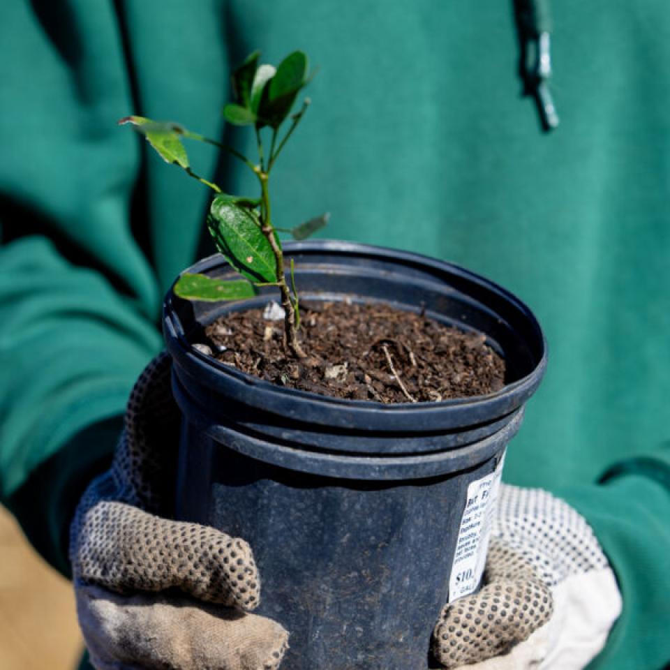 Hilltoppers planting trees and shrubs at the first-ever Tiny Forest in Austin, which is located at St. Edward's.