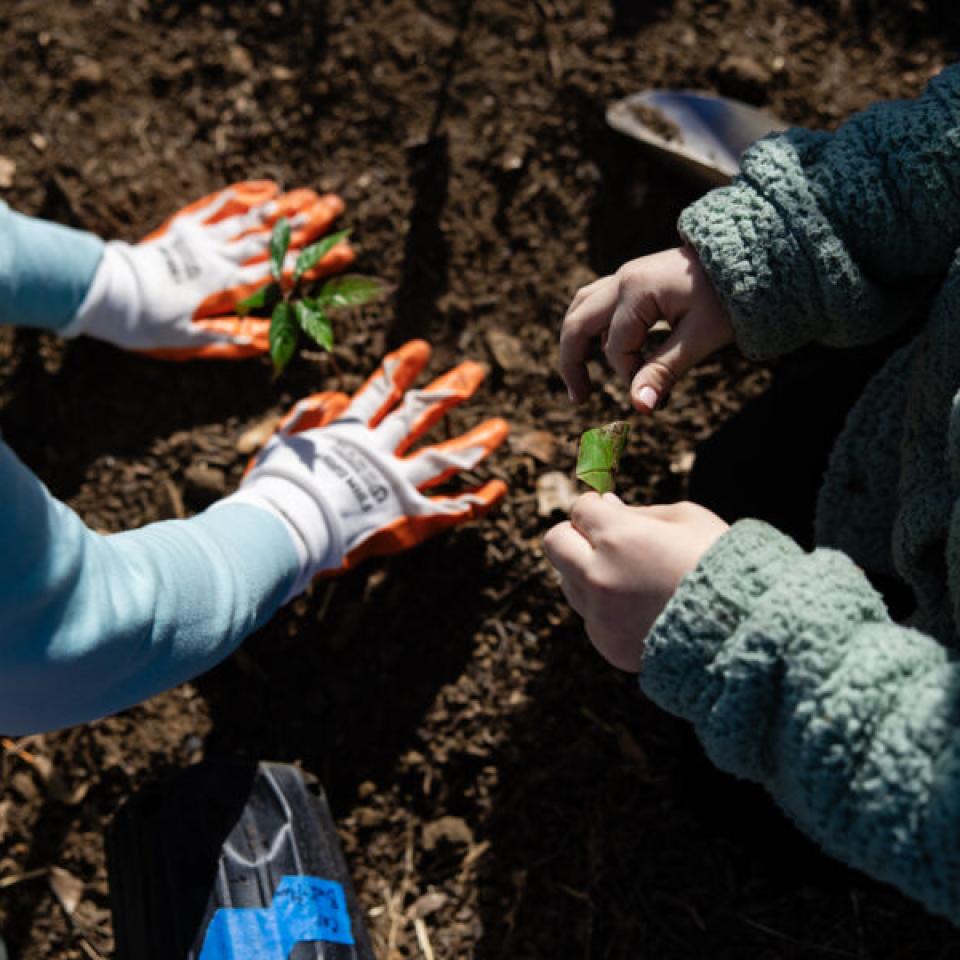 Hilltoppers planting trees and shrubs at the first-ever Tiny Forest in Austin, which is located at St. Edward's.