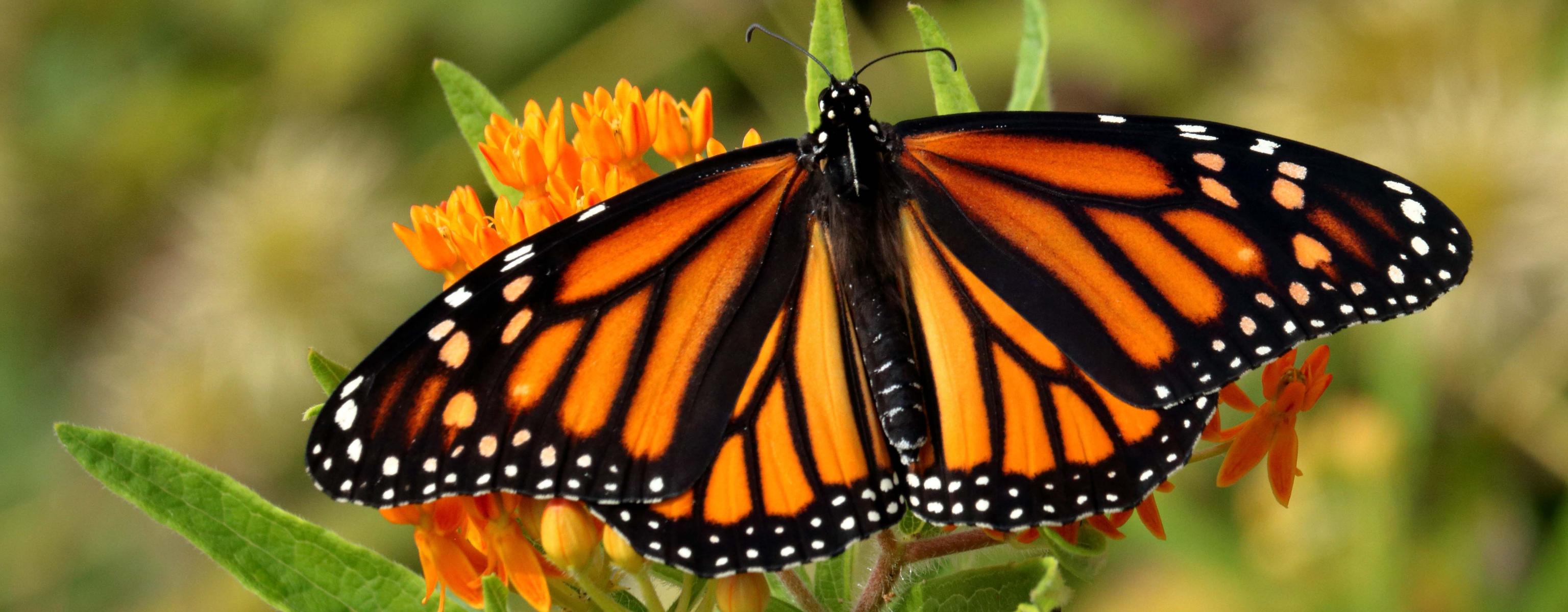A monarch butterfly resting on a yellow flower