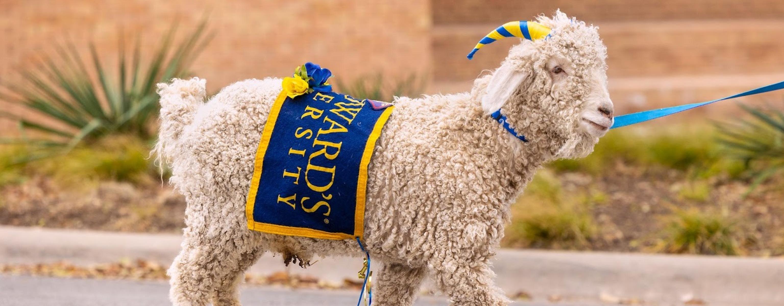 fluffy white goat dressed in St. Edward's colors for Homecoming