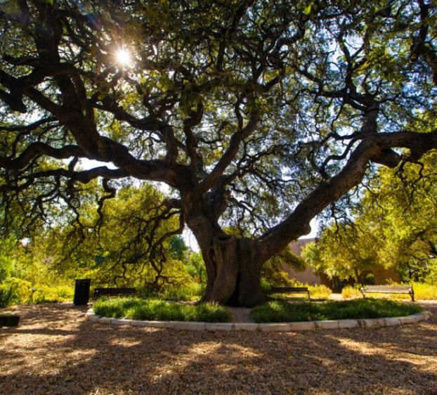 Sorin Oak tree at St. Edward's University.