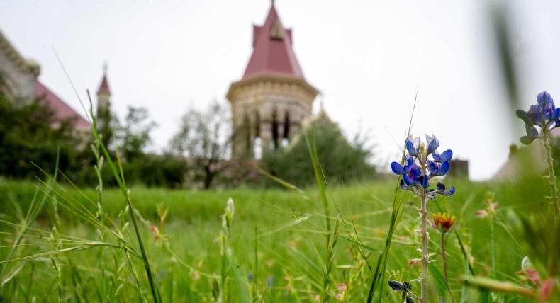 Bluebonnets in front of Main Building.