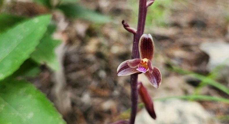 A reddish flower growing from the ground