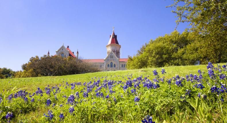 Bluebonnets in front of Main Building.