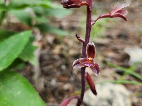 A reddish flower growing from the ground