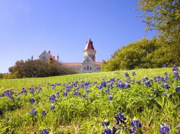 Bluebonnets in front of Main Building.