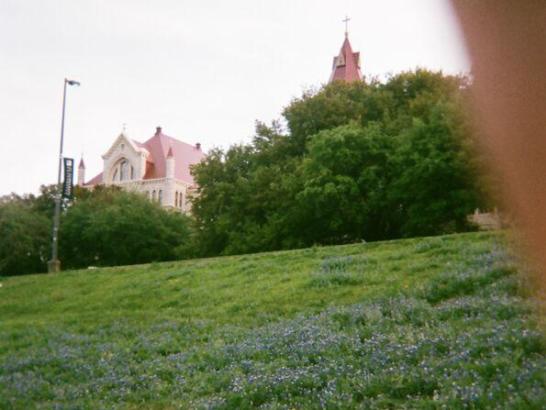 Bluebonnets on the Hilltop