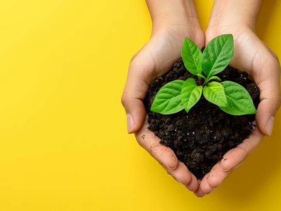 two hands in heart shaped wiht soil and plant growing