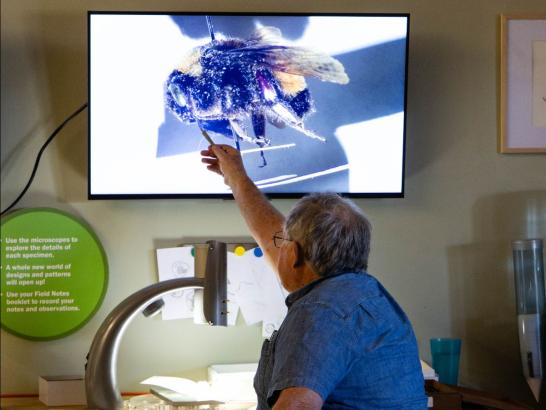 A man points at a monitor that displays a close-up image of a bumble bee