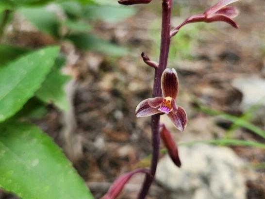 A reddish flower growing from a reddish stem