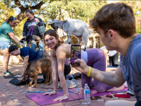 A student smiles as a friend takes a picture of a goat on top of her during a Goat Yoga class. Other yoga participants and goats are seen in the background.