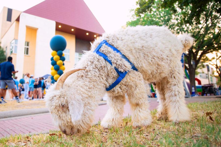 Topper at Block Party