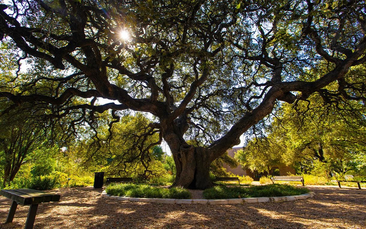 Sorin Oak tree at St. Edward's University.