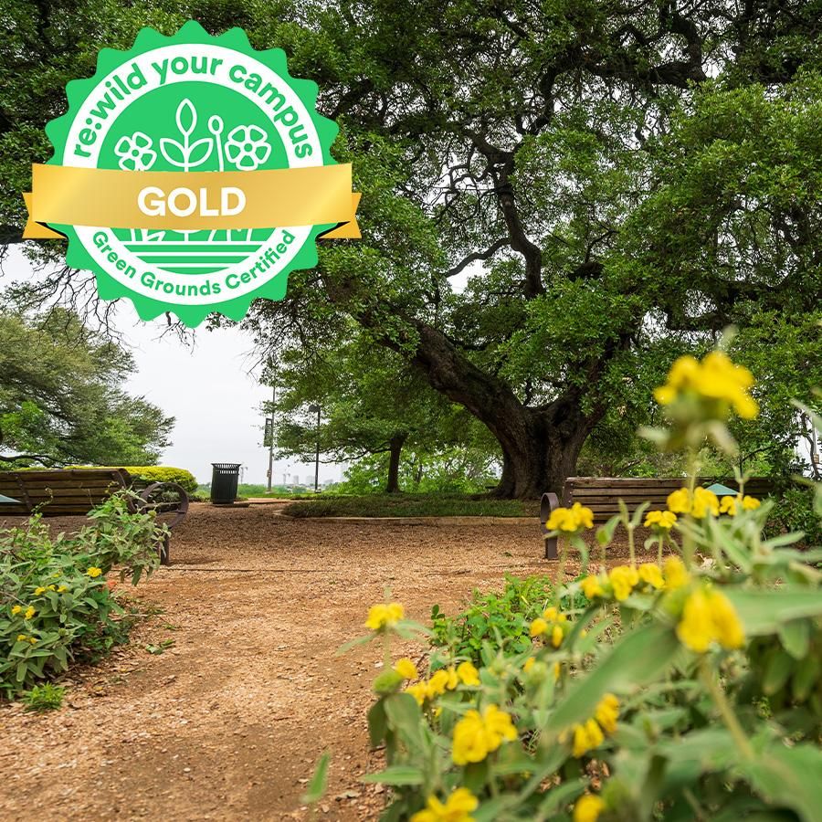 Green Grounds Gold Level Certification badge to celebrate the Sorin Oak tree and St. Edward's University sustainability efforts.