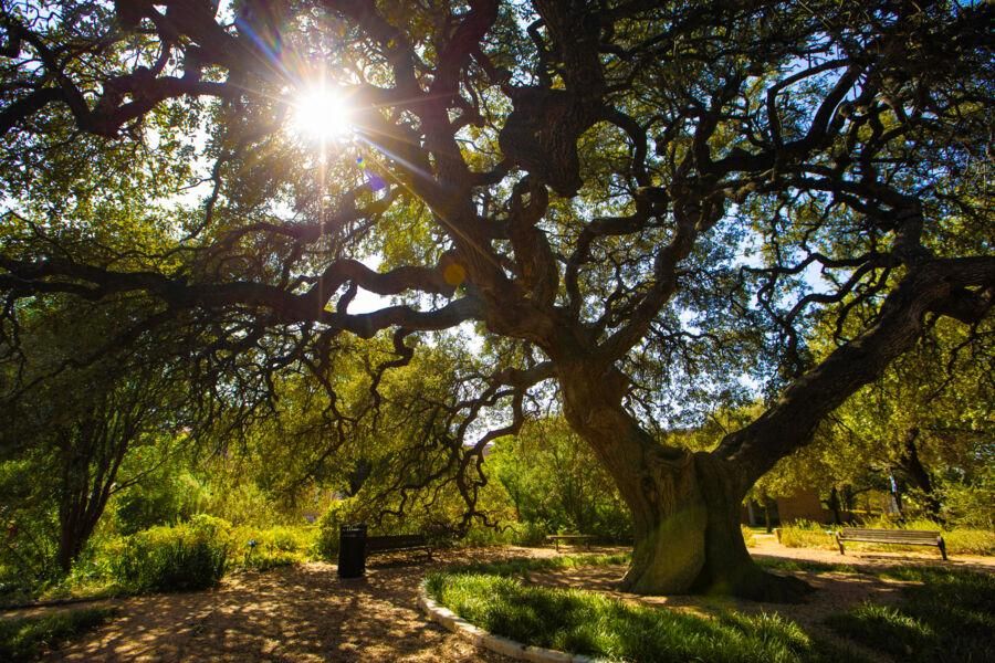 Sorin oak with sun shining through the branches and leaves