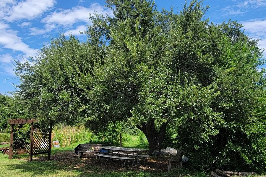 The Common Ground Oak tree at St. Edward's.