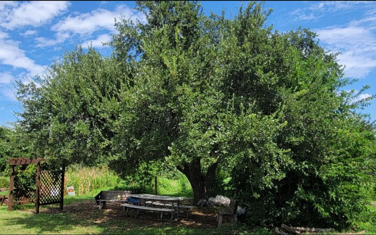 Common Grounds tree award.